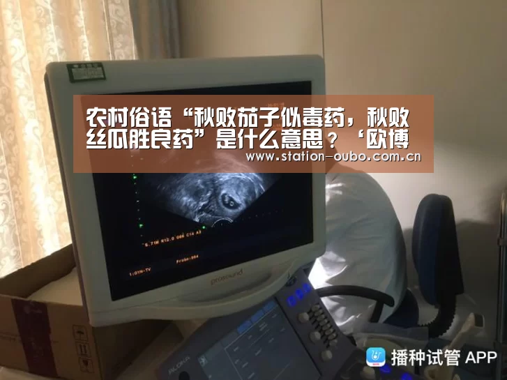 农村俗语“秋败茄子似毒药,秋败丝瓜胜良药”是什么意思?‘欧博官方平台’(图1) 欧博