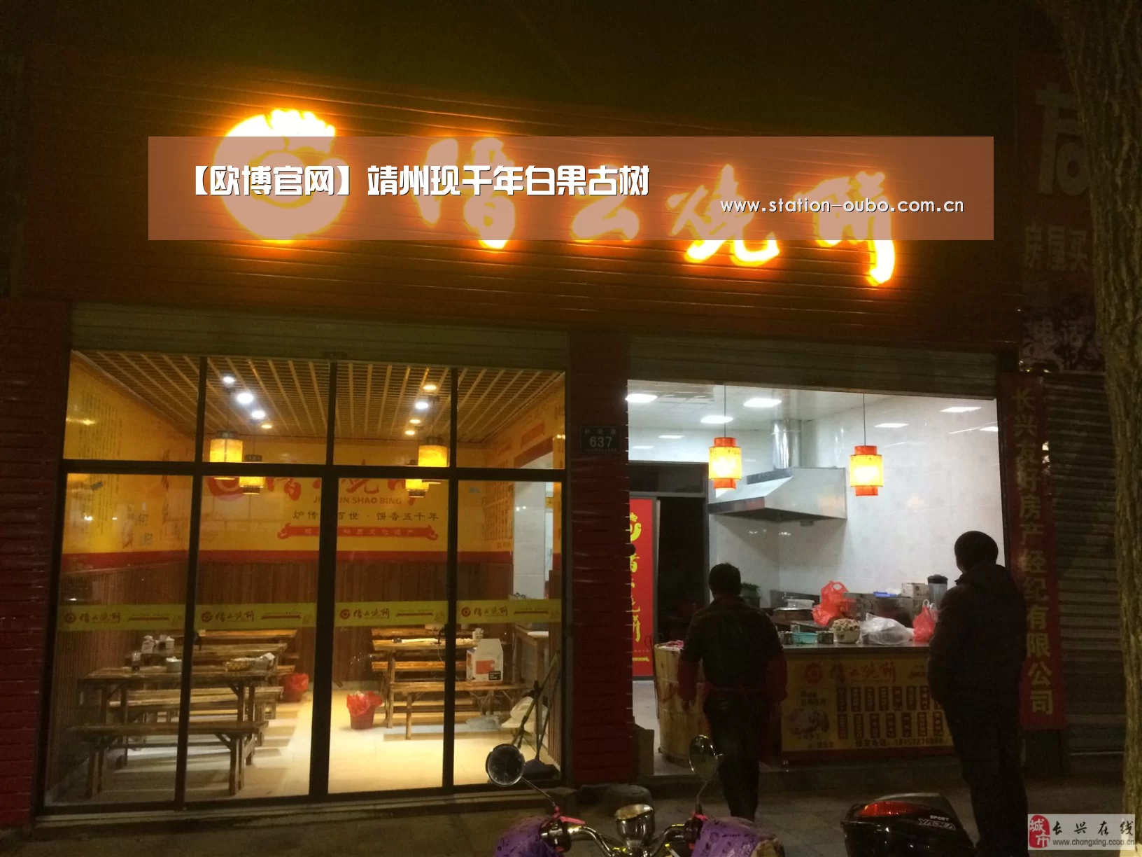 【欧博官网】靖州现千年白果古树(图1) 欧博