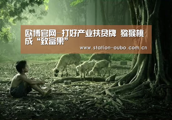 欧博官网-打好产业扶贫牌 猕猴桃成“致富果”(图3) 欧博官方平台